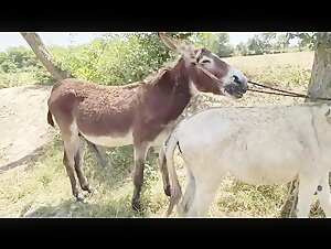 Incontro proibito: donna e cavallo