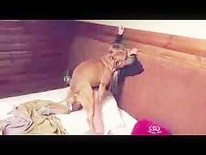 Video di sesso con un pitbull: un'esperienza estrema