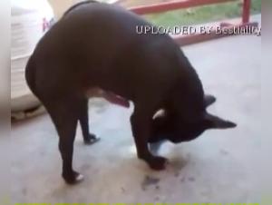 The Hell of Animal Desires: Hardcore Bestiality without Limits