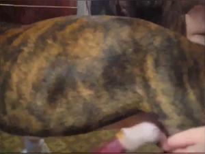 크리스티는 그녀의 욕망을 삼킨다: 극단적인 개 씨발