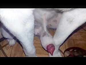 Sexo bestial: videos impactantes con perros