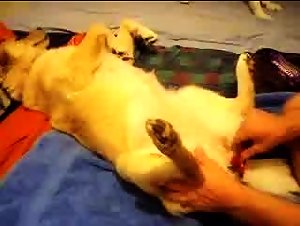 Bestiality sex video: woman and dog