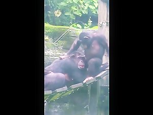 Singe et femme dans une scène de sexe hard