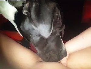 Sex mit Hunden Videos: Entdecken Sie Hardcore-Bestialitat