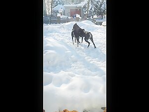 Momentos inesperados de complicidad en la nieve.