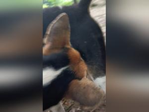 Kuss mit Hund: Grenzen ohne Grenzen