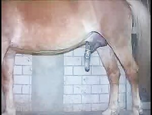 Vidéo de Sexe avec un Cheval : Découvrez l'Extase de la Bestialité