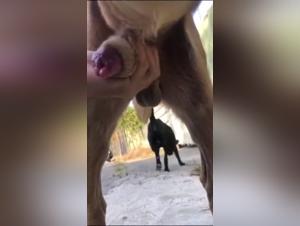 adolescente fottuto da un cane potente