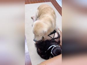 Fantasia asiatica: dominacion canina y placer prohibido
