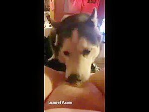 Verbotene Liebe: Hundesexvideos