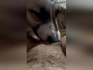 Délices Fébriles Avec Chien