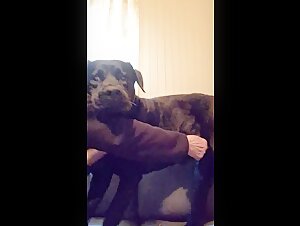 Videos de Sexo con Perros: Sumergete en el Mundo del Bestialismo