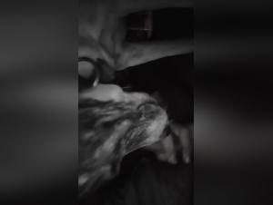 Domination brute : Chien dévore une cachorra sans pitié
