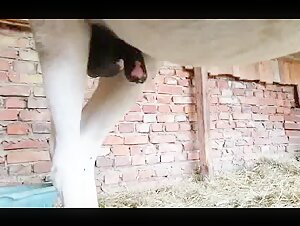 Excited Horse - Bestiality Video