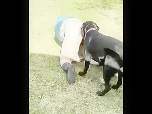 Chicas y perros golosos en videos de bestialidad extrema