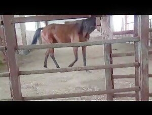 La pasion prohibida de Masha: la mujer rusa y su caballo