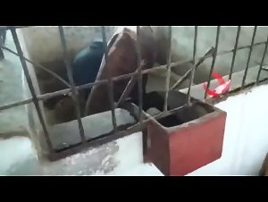 Mujer rusa y caballo - Equipo del zoologico de Rusia: un escenario de zoofilia extrema