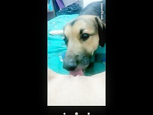 Video di sesso con un cane