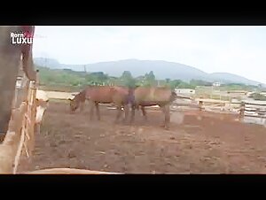 Rencontre bestiale avec une femme et un cheval