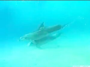 Video: The sex lives of dolphins revealed