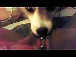 Bestiality Sex Video: An Intense Experience with a Dog