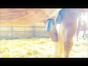 Video de bestialidad intensa: accion del pene de caballo