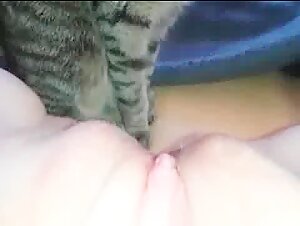 Video of Cat Licking Intimacy