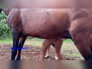 Baise Animaux : Débauche Sans Limites