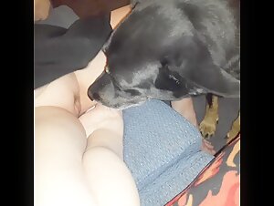 Dog Sex Video - AMZMVSTAR 06