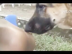 Experiencia de sexo bestial con un perro