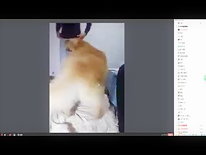 Bestiality: a woman and her dog in shocking videos