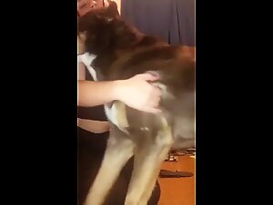 Video di sesso bestiali con cani