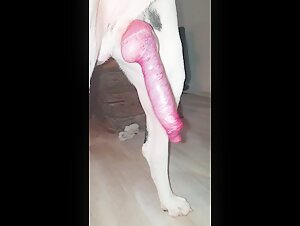 Freundlicher Hund und sein grosser pochender Penis