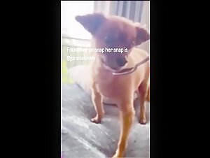 Impactante encuentro entre una mujer y su perro