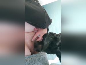 Feministas sumisas, organizaciones caninas implacables
