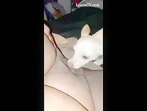 Video di zoofilia con un chihuahua - Parte 1