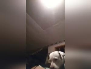 Orgies Canines : Bestialité Intense