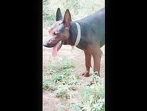 Video di sesso con un cane dal cazzo enorme