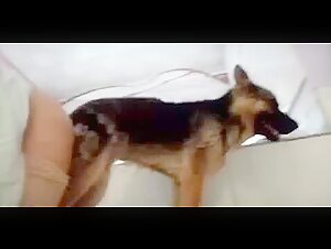 Impactante video: Intimidad con un perro