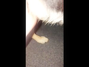 Une femme et son GSD dans une vidéo de bestialité choquante