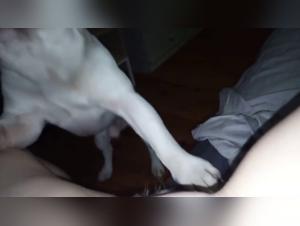 Obsessive Licking: Dog Devours the Body of a Devoted Slut