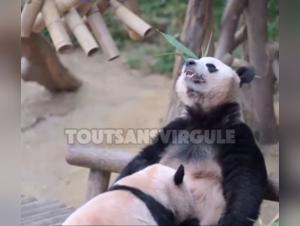 獣姦パンダ：不可解な動物の喜び