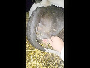 Bestiality sex with a neighbor and her cows