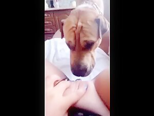 Femme mûre et chien dans une vidéo de bestialité intense