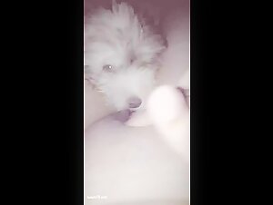 Vidéo de sexe avec un chien : une expérience bestiale choquante