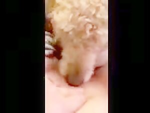 Dog sex video