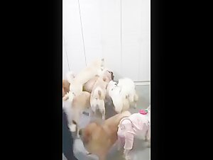 Video di sesso con un cane