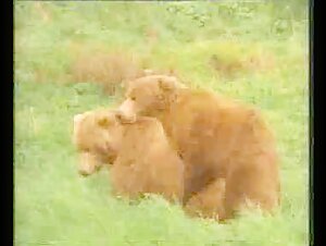 Male bears in the wild: a bestiality video not to be missed