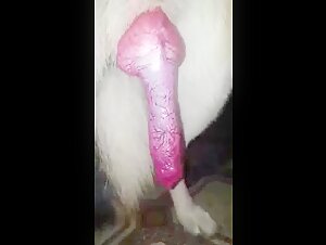 Bestiality sex video: an animal and its red penis