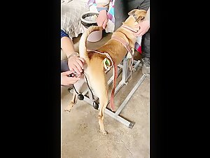 Bestiality Sex Video: Submissive female dog and Dominant Male